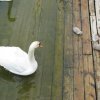 aland_261